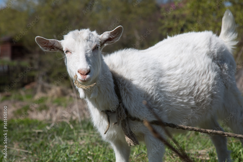 Female goat stading green grass 