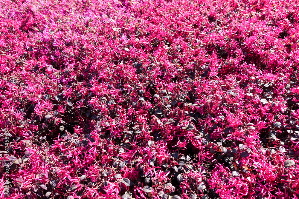 Obraz premium Pink flowers