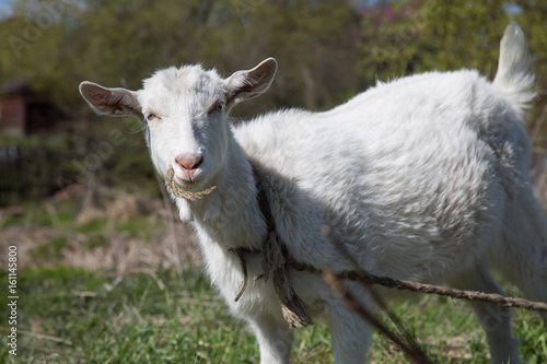 Fototapeta Naklejka Na Ścianę i Meble -  Female goat stading green grass 