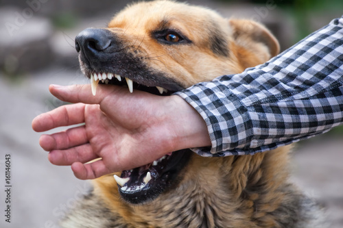 A male German shepherd bites a man by the hand. photo