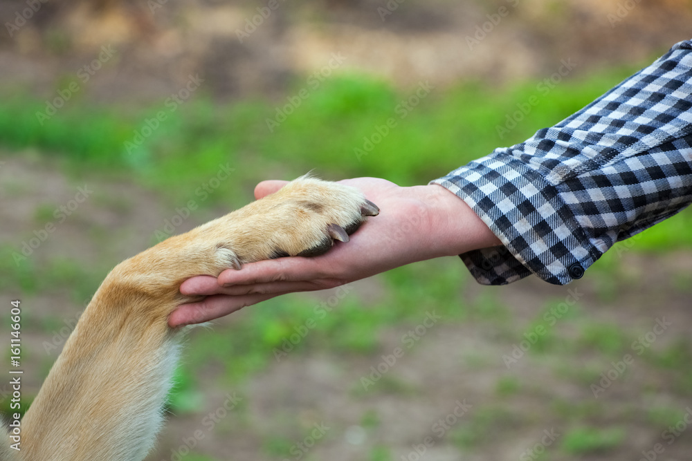 A man holds a dog's paw in his hand. The concept of friendship and love for animals. A man holds a dog's paw in his hand. The concept of friendship and love for animals.
