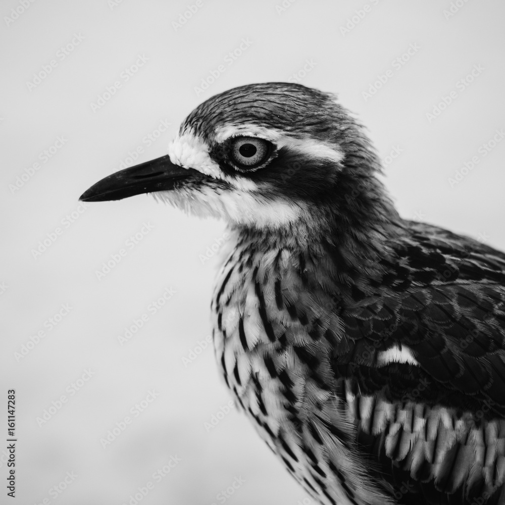 Fototapeta premium Bush stone-curlew on the beach in Moreton Island, Australia during the day.