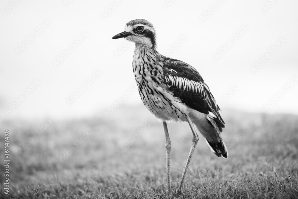 Fototapeta premium Bush stone-curlew on the beach in Moreton Island, Australia during the day.