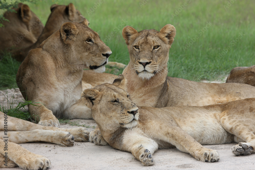 Fototapeta premium Lion wild dangerous mammal africa savannah Kenya