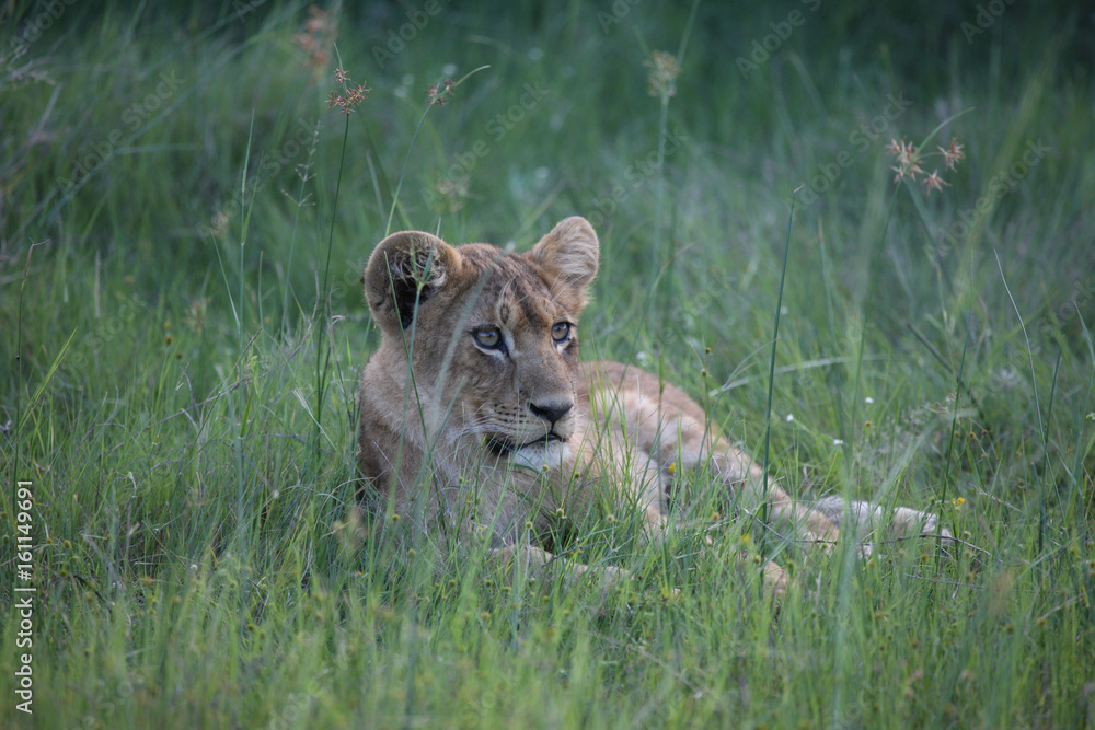 Naklejka premium Lion wild dangerous mammal africa savannah Kenya