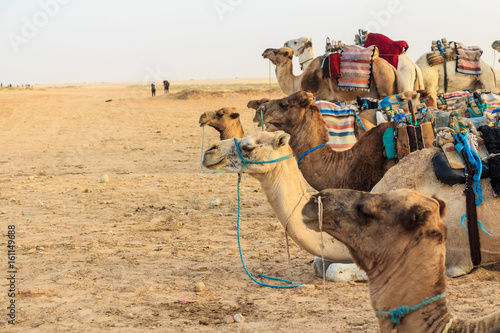 Camel saddled for ride