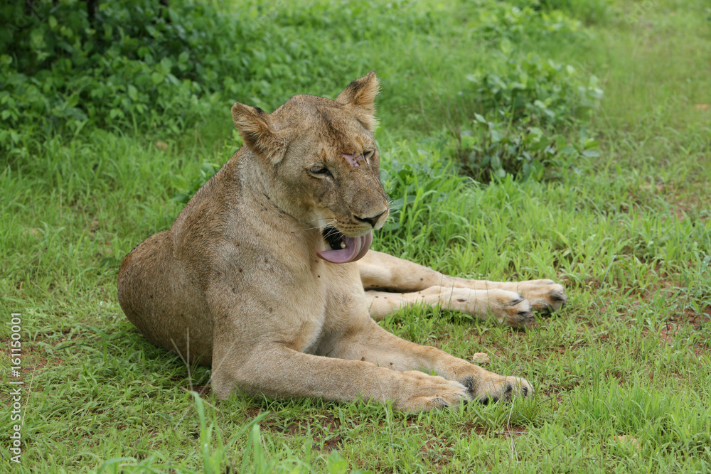 Lion wild dangerous mammal africa savannah Kenya Lion wild dangerous mammal africa savannah Kenya