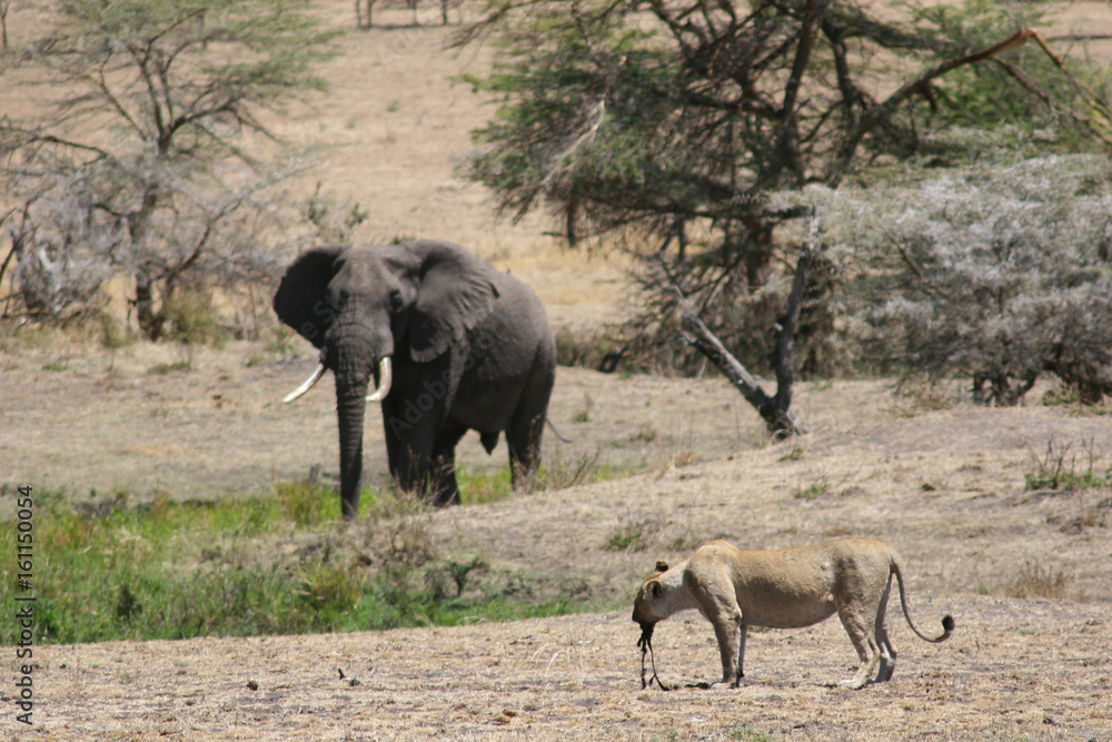 Fototapeta premium Wild Lion mammal eating buffalo africa savannah Kenya