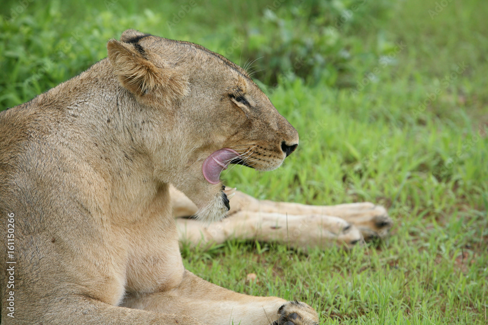 Naklejka premium Lion wild dangerous mammal africa savannah Kenya