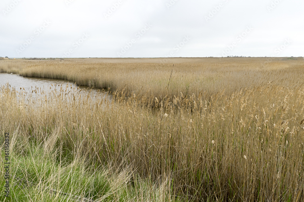 Obraz premium Reed fields in Danube Delta area, Romania