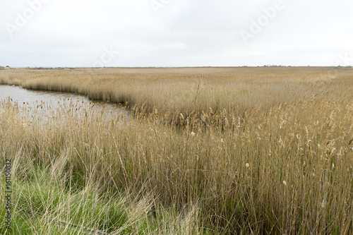 Reed fields in Danube Delta area  Romania