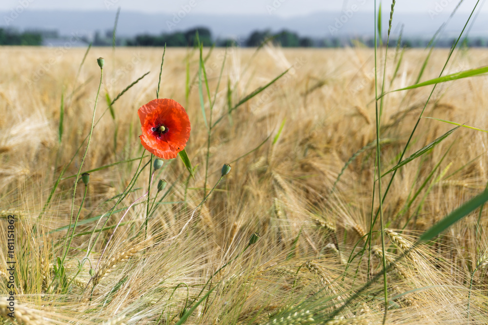 Fototapeta premium Einzelne Mohnblume im Getreidefeld