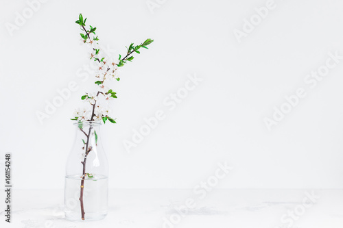 Flowers composition. Apple tree flowers in vase. Front view, copy space