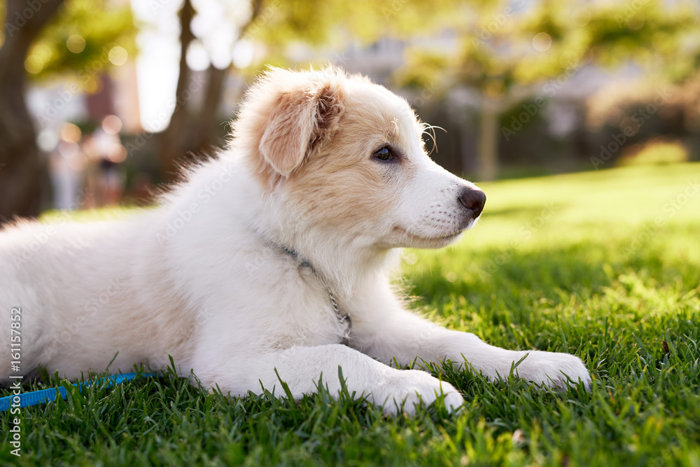 Young border collie puppy on grass Young border collie puppy on grass