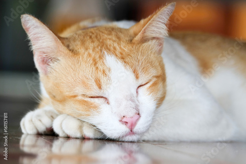 Thai cat sleeping on the floor © narong