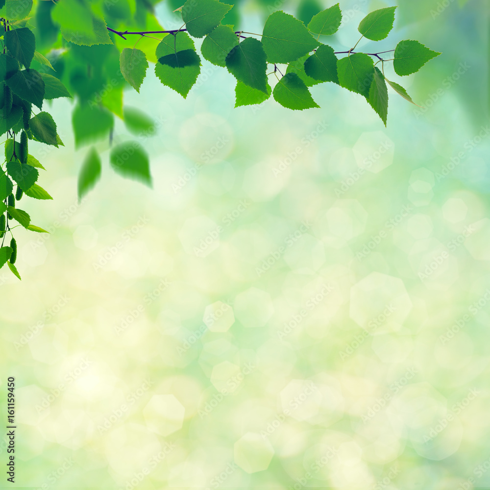 Abstract seasonal backgrounds with beech trees and beauty summer texture Abstract seasonal backgrounds with beech trees and beauty summer texture
