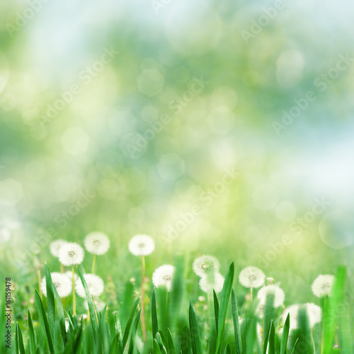 Summer garden, beauty seasonal backgrounds with beech tree and shiny bokeh