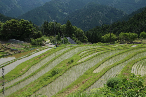 6月の棚田 photo