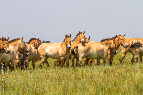 Wallpaper Mural Przewalski's horses in the steppe Torontodigital.ca