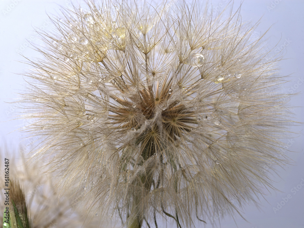 Fototapeta premium Dandelion on white background