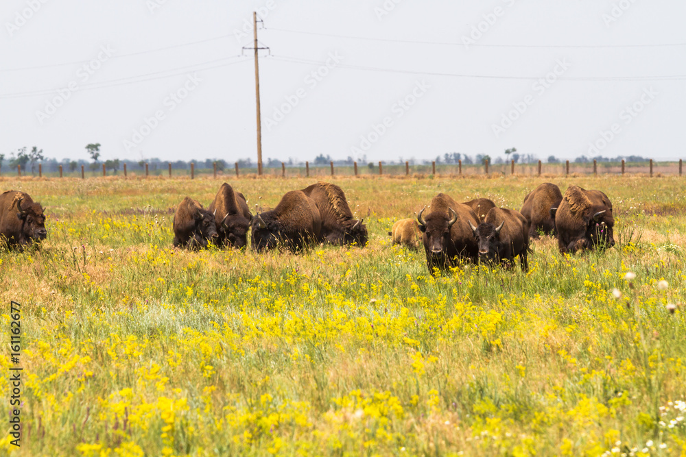 In savannah, steppe, prairie a herd of bison is grazed.