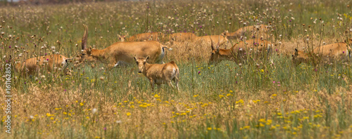 In savannah, steppe, prairie a herd of saigas is grazed.