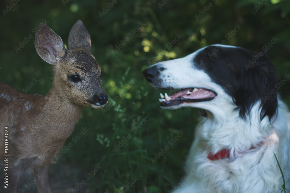 Curious dog and roe deer fawn outdoor