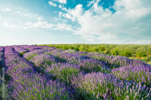 Lavender field in sunlight. Beautiful image of lavender field.Lavender flower field  image for natural background.Very nice view of the lavender fields.
