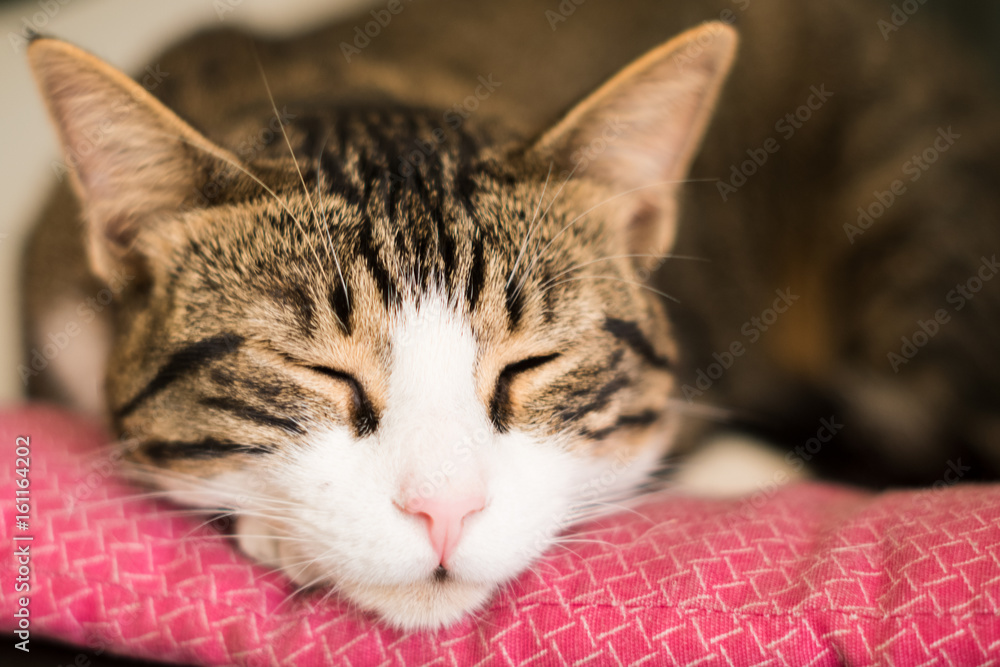 Close up cat face on pink bed Close up cat face on pink bed