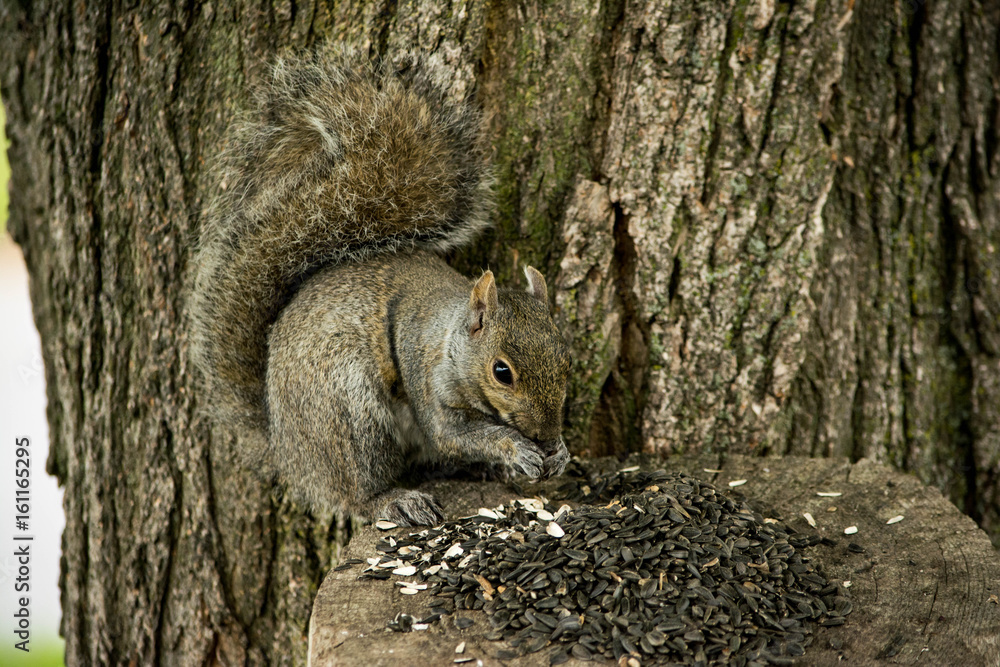 Fototapeta premium squirrel feeding