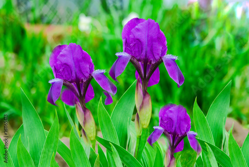 Fototapeta Naklejka Na Ścianę i Meble -  Flower iris purple color on a background of green leaves, macro, spring landscape,
