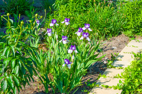 Fototapeta Naklejka Na Ścianę i Meble -  Flower iris purple color on the green leaves background, spring landscape,