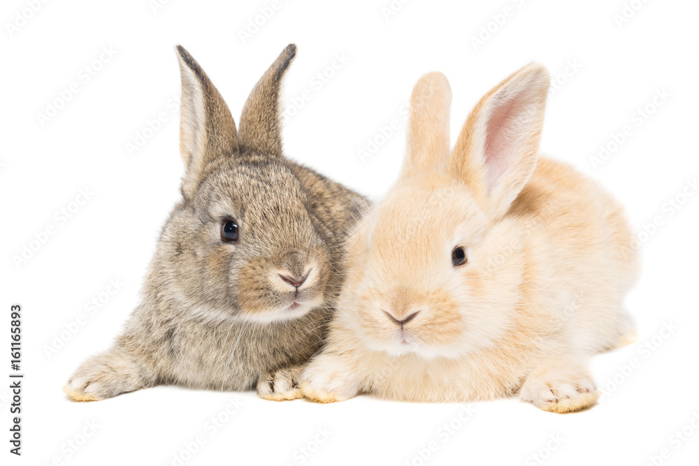 Obraz premium rabbit on a white background