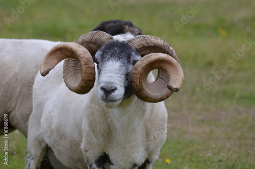 Ram with Large Curling Horns Standing in a Field in Scotland photo