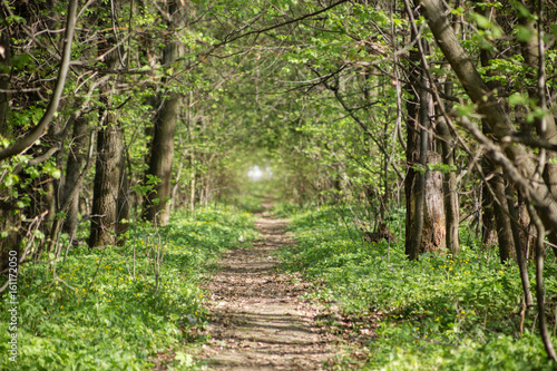 Long trail through a beautiful forest. Summer landscape.