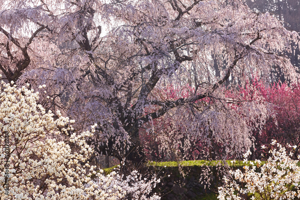 又兵衛桜