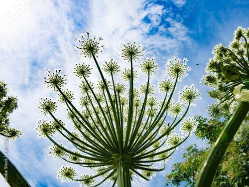 Blüte einer Herkulessstaude Hintergrund Himmel