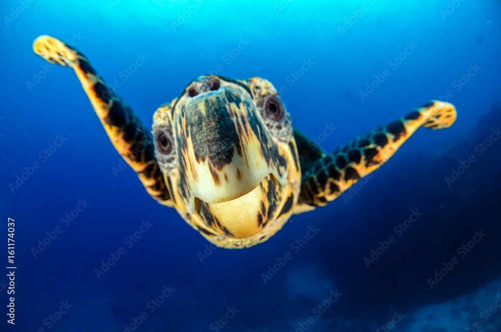 Obraz premium Tortuga