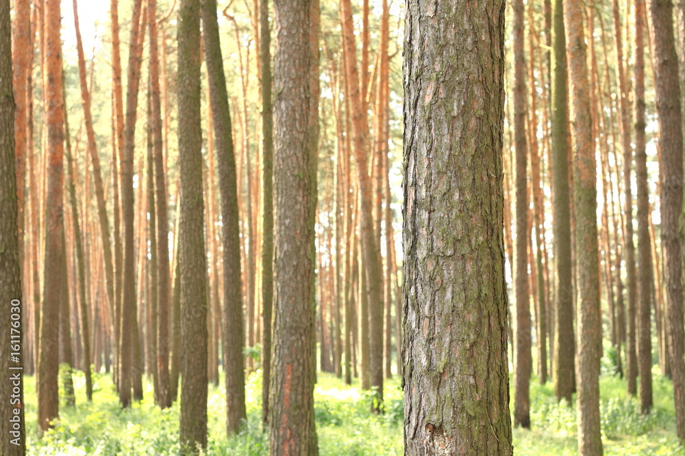 Pine forest with beautiful high pine trees in summer in sunny weather Pine forest with beautiful high pine trees in summer in sunny weather