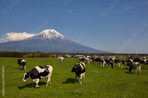 朝霧高原の牛と富士山