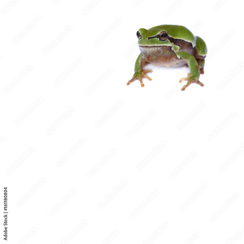 Obraz premium Frog