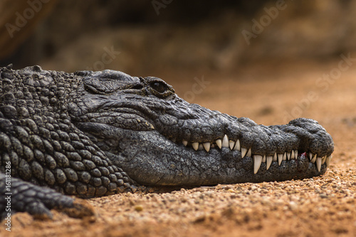 Nile crocodile Crocodylus niloticus, close-up detail of teeth with blood of the Nile crocodile open eye, Sharpened teeth of dangerous predator