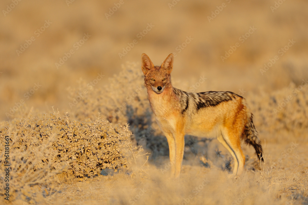Obraz premium Schabrackenschakal in der Savanne, Etosha Nationalpark, Namibia