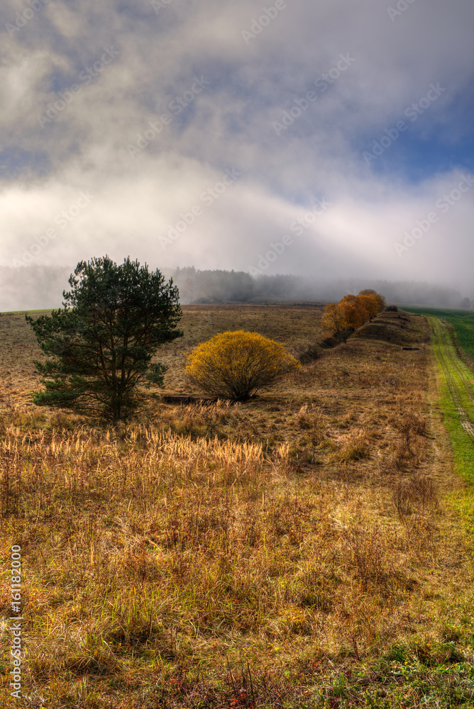 Fototapeta premium Herbstnebel am grünen Band