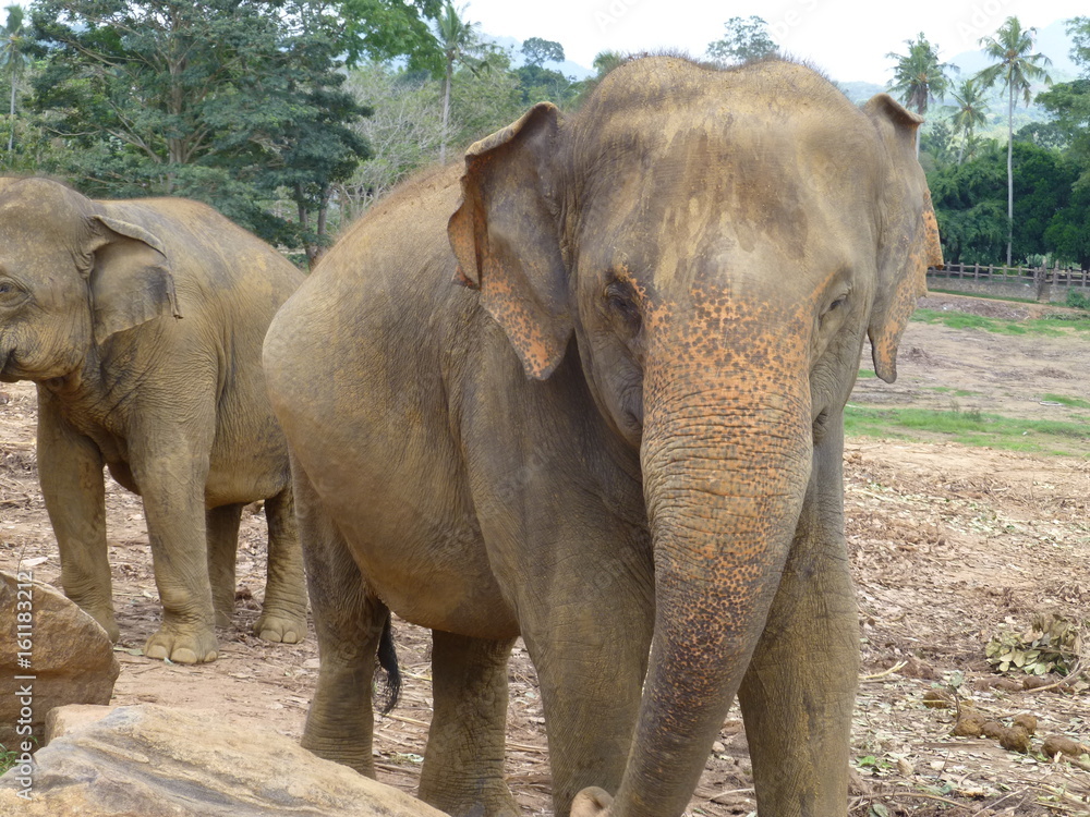 Fototapeta premium ピンナラワの象の孤児院