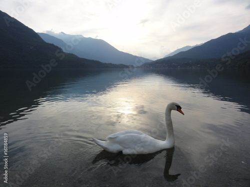 the Swans of Lago Mergozzo  Italy 