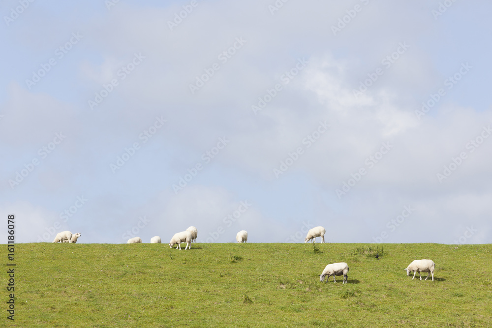 Obraz premium sheep graze on grassy dike near leeuwarden in the netherlands on sunny day