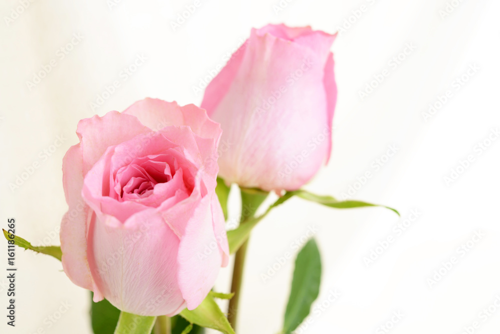 Fototapeta premium 美しい薔薇