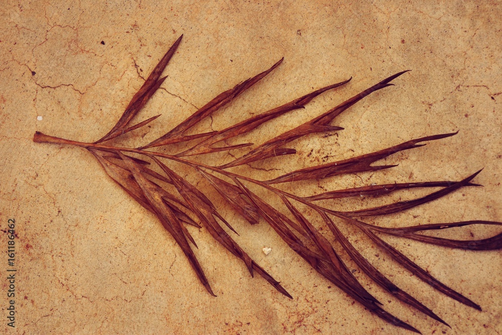 Fototapeta premium Dry leaves on cement floor