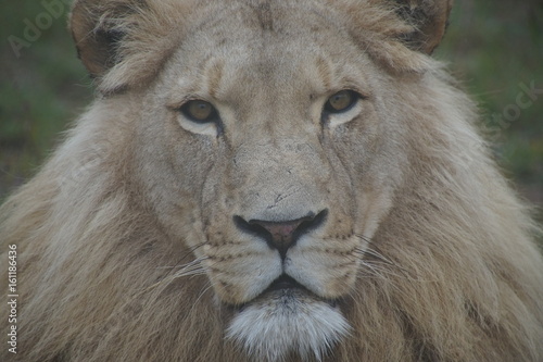 Male lion